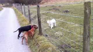 Staffies meet a cute spring lamb [upl. by Reivaz]