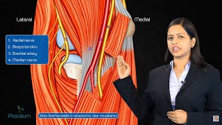 Cubital fossa anatomy  Boundaries contents and clinical anatomy [upl. by Elocn]