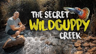 The secret WILD GUPPY CREEK  100000 guppy fish  Planted Tank [upl. by Allemahs]