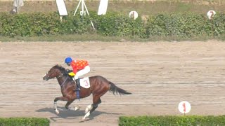 2nd Race The Aberdonian Plate Distance 1000 Meters Winner Life Is Good  Pakistan Horse Racing [upl. by Drawyeh]