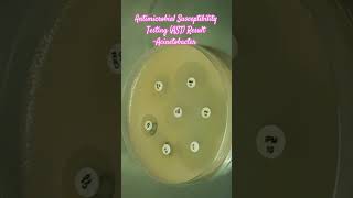 Antibiotics Sensitivity Testing AST of Acinetobacter baumannii complex microbiology microbes [upl. by Ellyn]