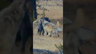 alfa wolf animals nature foryou amazing unfreeze fypviral interesting foryou [upl. by Annawyt342]