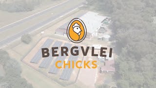 Bergvlei Chicks Hatchery Video [upl. by Cecile466]