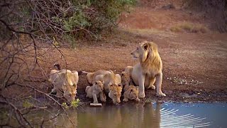 Kwa Maritane Lion Family Visit The Waterhole [upl. by Feledy113]