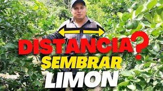 A que DISTANCIA se SIEMBRA la Planta de LIMÓN  Cada cuantos metros se Siembra los Cítricos [upl. by Einnij]