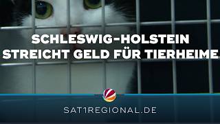 Kein Geld für Tierheime SchleswigHolstein streicht finanzielle Hilfen [upl. by Grekin932]