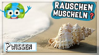 Rauscht in der Muschel wirklich das Meer  WIGGI WISSEN [upl. by Llerraf]