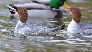 1027 Common Merganser [upl. by Harriett498]