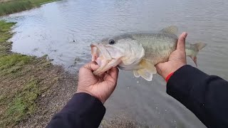 Farm Dam Bass Fishing  Good Afternoon Session with Decent Fish [upl. by Sawyere]