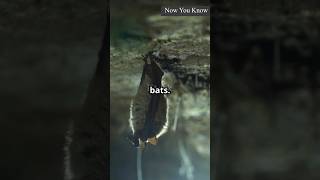 Amazing facts  Bat facts  facts shorts shortsfeed [upl. by Noyek949]