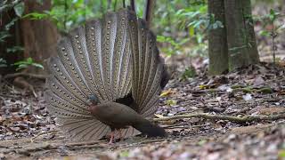 The Great Argus Pheasant observation at his mating place Part I [upl. by Nyleaj323]