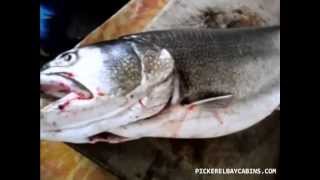 What Do Huge Lake Trout eat [upl. by Anilef]