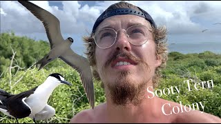 Johnston Atoll Sooty Tern Colony [upl. by Eph]