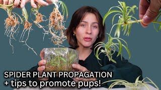 How To Propagate Spider Plants the Correct way from Start to Finish COMPLETE PROCESS [upl. by Bowman]