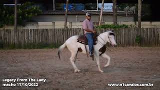 Legacy From The Lady paint horse a venda no N1Cavalos 14112024 [upl. by Gideon]