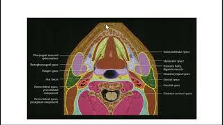 FRCR Radiological anatomy course Revision 1 c  Arabic edition [upl. by Hnirt]