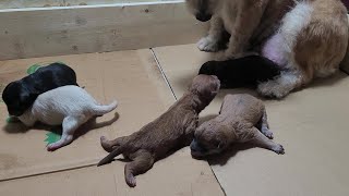 Newborn Puppies Cry Hungry Looking for Mother Dogs Breast [upl. by Oidivo]