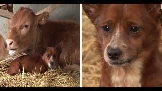 Perrito llora al separarse de la vaca que lo crió 🐕✅ [upl. by Jacqueline]