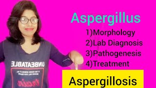 Aspergillosis Aspergillus Morphology Lab Diagnosis amp Pathogenesis amp Treatment [upl. by Matta577]