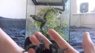 Handling my MM Avicularia avicularia Pink Toe [upl. by Eldin]