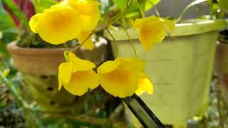 Tips Membungakan Anggrek Dendrobium lindleyi  D aggregatum tips speciesorchids [upl. by Donelle830]