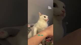 This Cat Is Having An Existential Freakout [upl. by Ynafets]