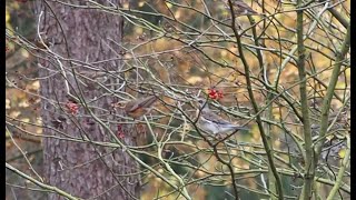 fieldfare amp redwing [upl. by Helsell]