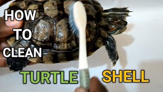 How to Easily Clean a Red Eared Sliders Turtle Shell  Tips [upl. by Norvil]