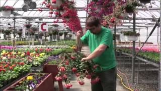 Caring for Fuchsia Baskets with Chip [upl. by Cohette]