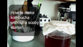 How to make kombucha without a scoby [upl. by Teews242]