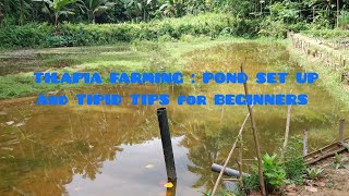 TILAPIA FARMING  POND SET UP And TIPID TIPS for BEGINNERS [upl. by Nohsyt84]