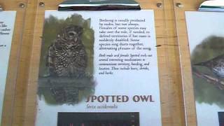 Sound of Northern Spotted Owl [upl. by Nadabus]