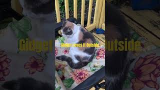 Gidget Love Ejoying the Fresh Air cat catvideos catshorts catsofyoutube fypシ゚viral fyp shorts [upl. by Ilsel189]