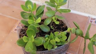 Crassula ovata Reproduccion [upl. by Mcnamee98]