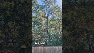 Full send big tree top arborist treecare summervilletreecare treeservice stihl ms500 [upl. by Beeck]