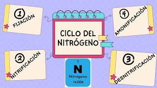 CICLO DEL NITRÓGENO Y SUS ETAPAS Fijación Nitrificación Amonificación y Desnitrificación [upl. by Eilerua]