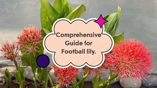 Football lily Comprehensive guide African bloodlily garden blossoms gardening blooming nature [upl. by Derayne]