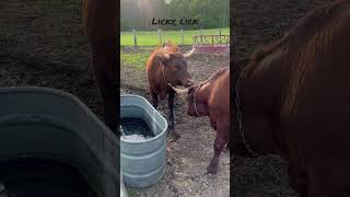 Licky lick oxen cattle farming cows [upl. by Pebrook]