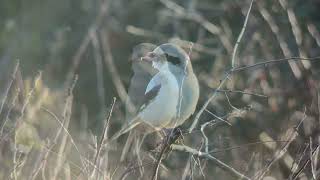 Piegrièche des steppes Steppe Grey Shrike Port du Stiff Ouessant Octobre 2024 [upl. by Ayomat]