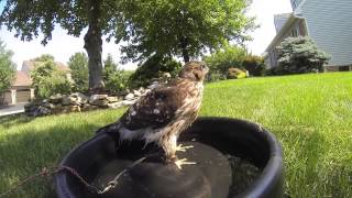 Falconry THE COOPERS HAWK [upl. by Modnarb485]