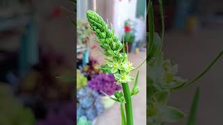 Ornithogalum bracteatum Thunb ornithogalum  SUCCULENTZONECOM [upl. by Ryley311]