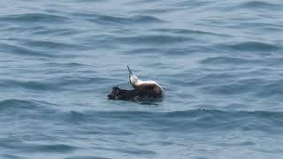 Pacific Loon Gavia pacifica Preening and Oiling  MacKerricher State Park [upl. by Ayian]