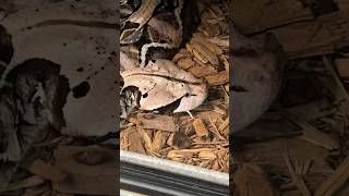 Gaboon VIPER has a loose FANG shorts short nature animal wildlife reptiles florida snake [upl. by Eiramnwad]