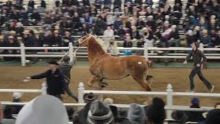 2024 Mid America Gelding and belgian mare clips [upl. by Krum661]