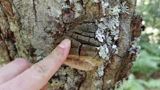 Phellinus robustus El yesquero de roble Identificación [upl. by Ettelrahc293]