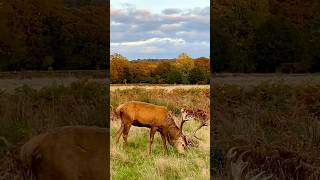 Richmond Park [upl. by Eyk]