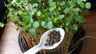 How to Grow Buckwheat Microgreens  Cheap Easy Method [upl. by Campney533]