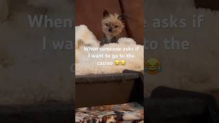 Teacup Yorkie shows my response if asked about going to a casino😂shorts short dogs viral fypシ [upl. by Nnauol]