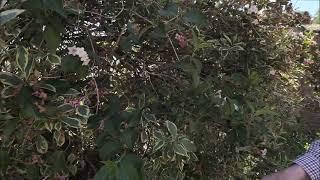 Trimming and pruning Weigela florida Variegata [upl. by Lavena]