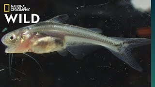 Searching for Giant Catfish Babies on the Mekong  Nat Geo Wild [upl. by Catriona]